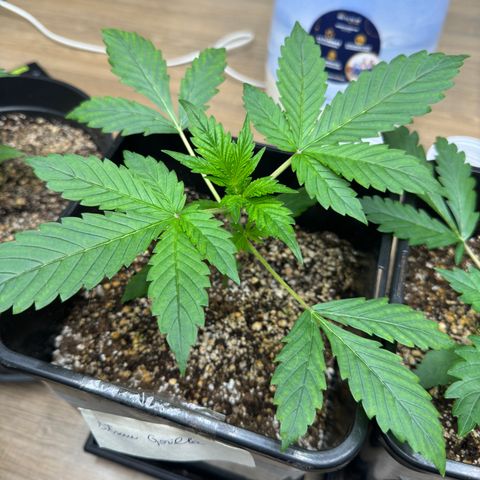Strawberry Gorilla Auto Vaso Quadrado growlog timeline photo
