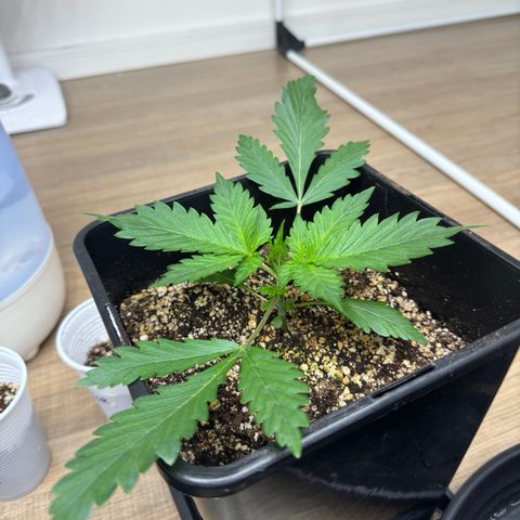 Tropicana cookies vaso quadrado growlog timeline photo