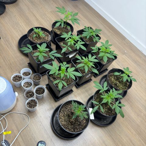 Dark Devil Auto growlog timeline photo