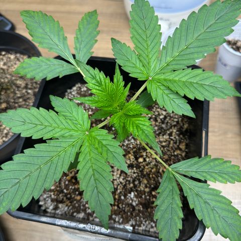 Strawberry Gorilla Auto Vaso Quadrado growlog timeline photo