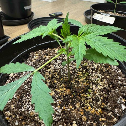 Tropicana Cookies Auto Vaso Redondo growlog timeline photo
