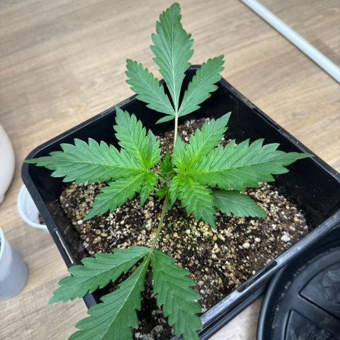 Tropicana cookies vaso quadrado growlog timeline photo