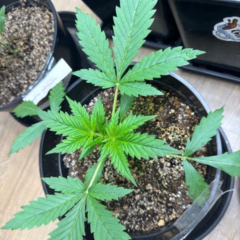 Tropicana Cookies Auto Vaso Redondo growlog timeline photo