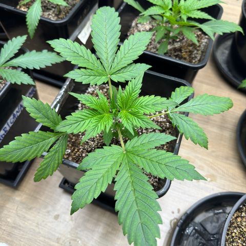 Strawberry Gorilla Auto Vaso Quadrado growlog photo: Folha está amarelada 