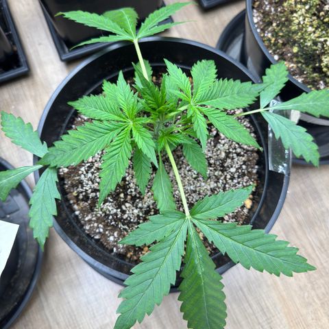 Tropicana Cookies Auto Vaso Redondo growlog timeline photo