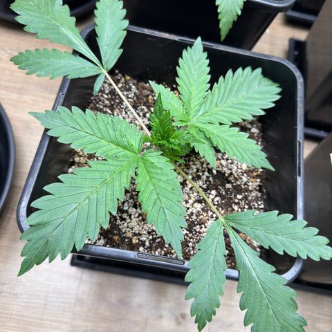 Tropicana cookies vaso quadrado growlog timeline photo