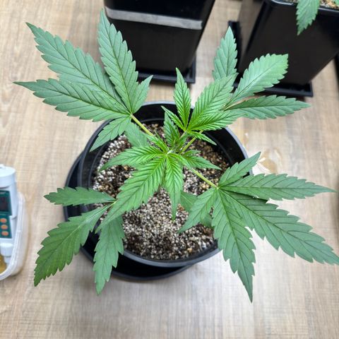 Strawberry Gorilla Auto vaso redondo  growlog timeline photo