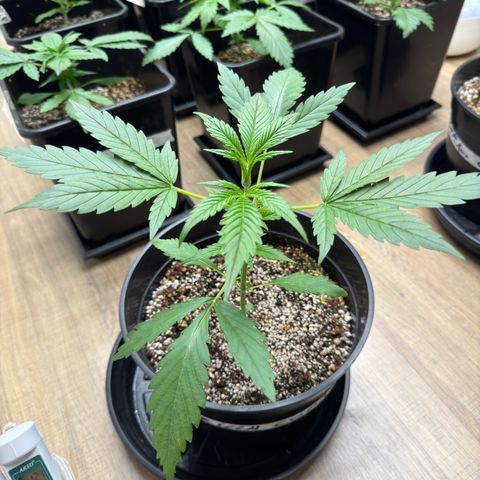 Strawberry Gorilla Auto vaso redondo  growlog timeline photo