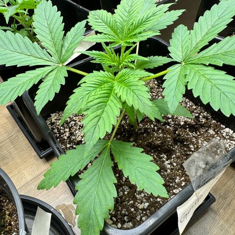 Gorilla Cookies Auto Vaso Quadrado growlog timeline photo