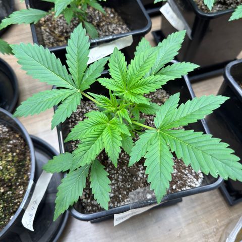 Gorilla Cookies Auto Vaso Quadrado growlog timeline photo