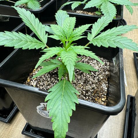 Mimosa Punch Auto growlog timeline photo