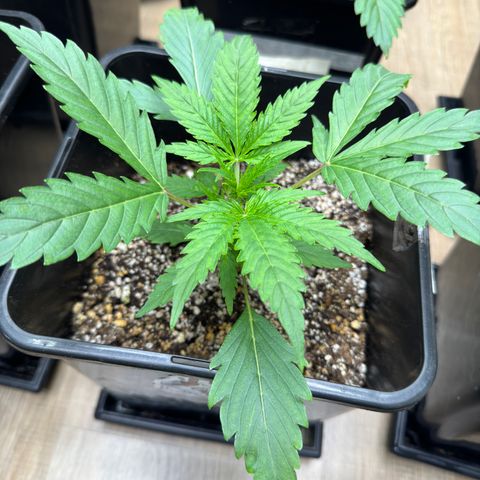 Mimosa Punch Auto growlog timeline photo