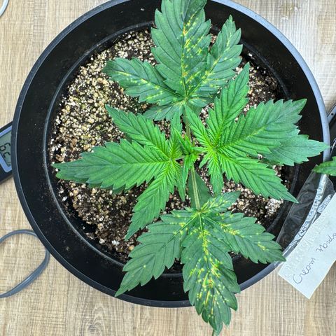 Cream Mandarine XL Auto growlog timeline photo