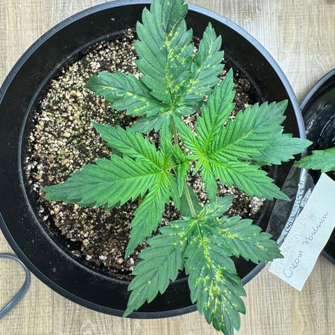 Cream Mandarine XL Auto growlog timeline photo