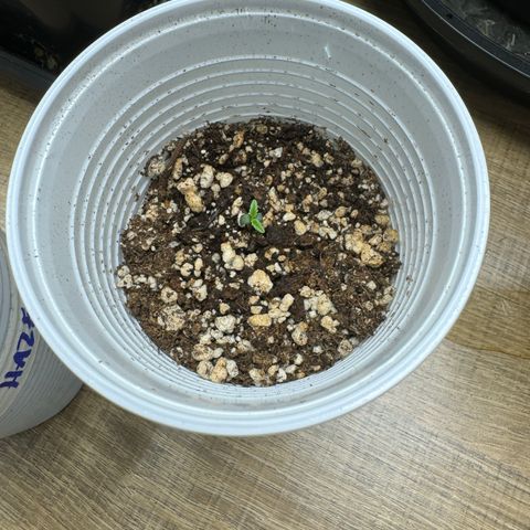 Ak47 xxl- bsf seeds  growlog timeline photo