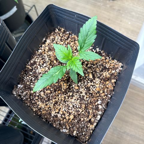 Ak47 xxl- bsf seeds  growlog timeline photo