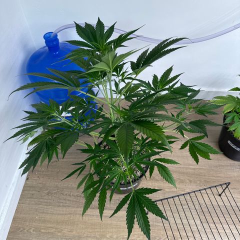 Gorilla Coockies Vaso Redondo  growlog timeline photo