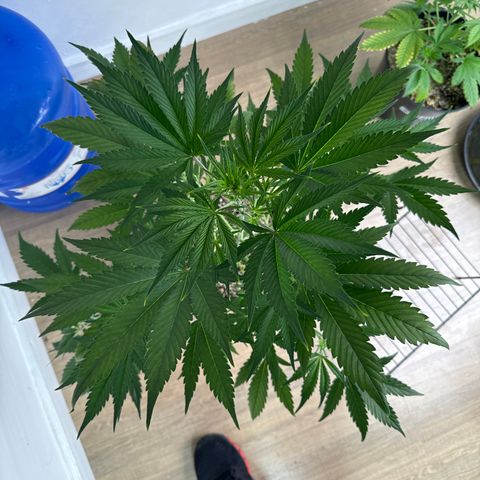 Gorilla Coockies Vaso Redondo  growlog timeline photo