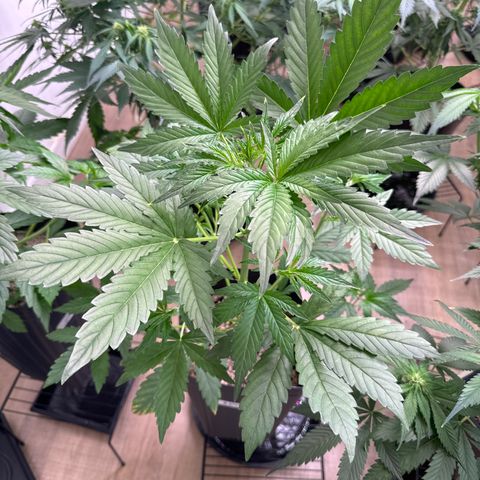 Ak47 xxl- bsf seeds  growlog timeline photo