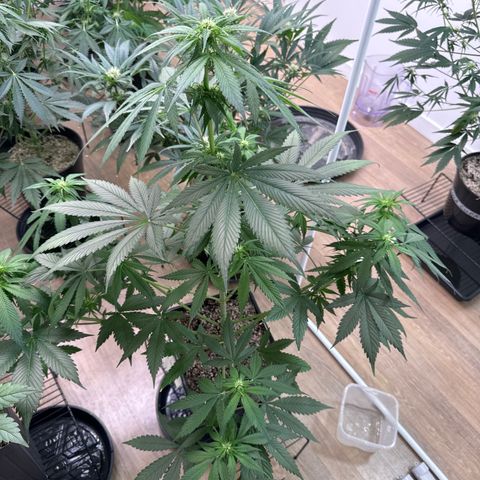 Strawberry Gorilla Auto Vaso Quadrado growlog timeline photo