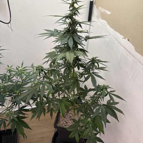 Dark Devil Auto growlog timeline photo