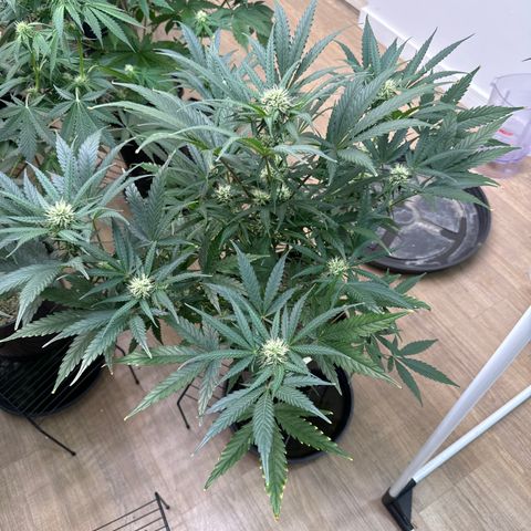 Mimosa Punch Auto growlog timeline photo