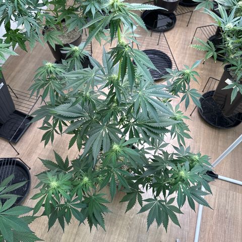 Tropicana Cookies Auto Vaso Redondo growlog timeline photo