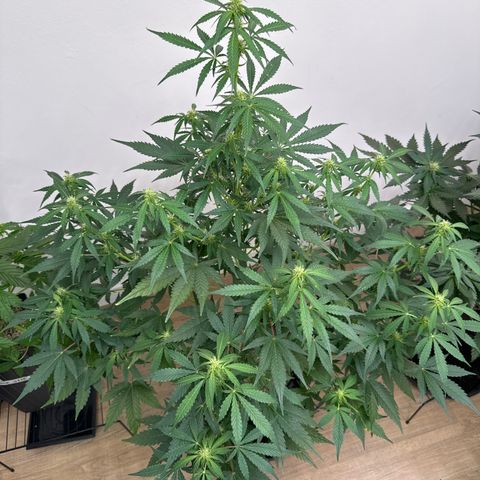 Jack 47 Auto growlog timeline photo