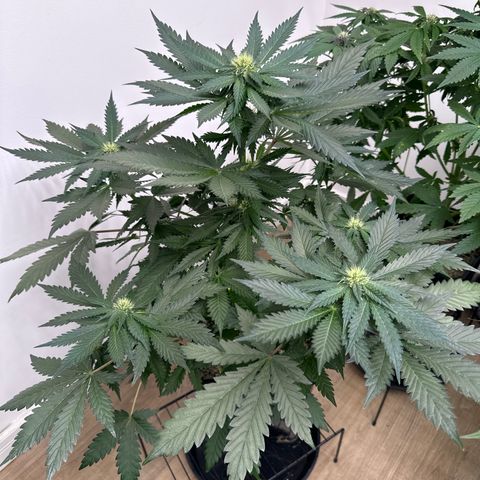 Tropicana cookies vaso quadrado growlog timeline photo