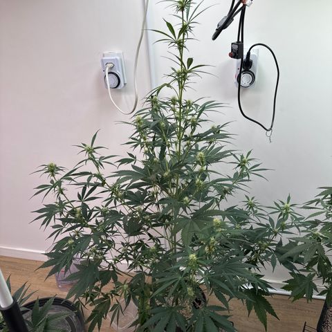 Gorilla Coockies Vaso Redondo  growlog timeline photo