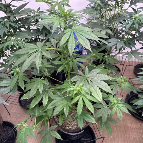 Strawberry Gorilla Auto vaso redondo  growlog timeline photo