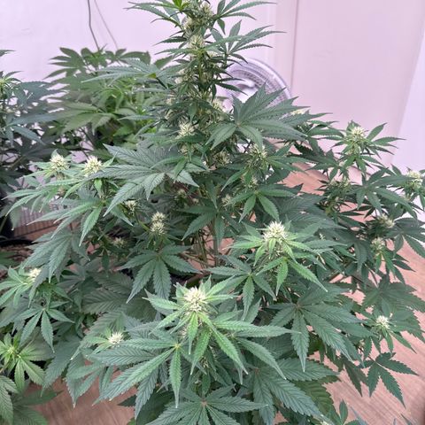 Gorilla Cookies Auto Vaso Quadrado growlog timeline photo