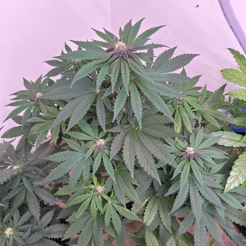 Red Strawberry Banana Auto growlog timeline photo