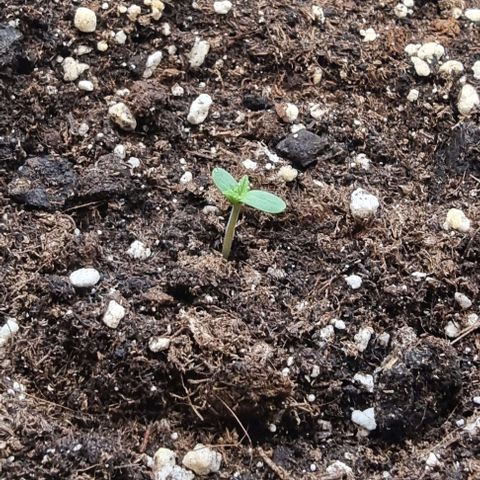 Sweet Pure Auto CBD growlog timeline photo