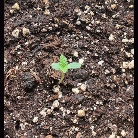 Sweet Pure Auto CBD growlog timeline photo