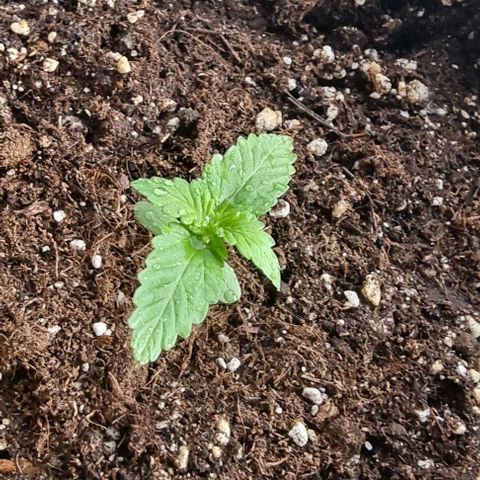 Sweet Pure Auto CBD growlog timeline photo