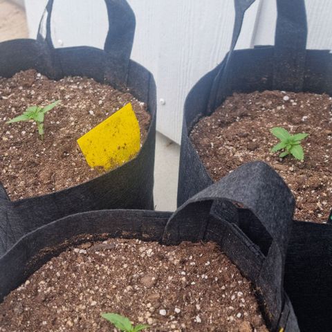 Sweet Pure Auto CBD growlog timeline photo