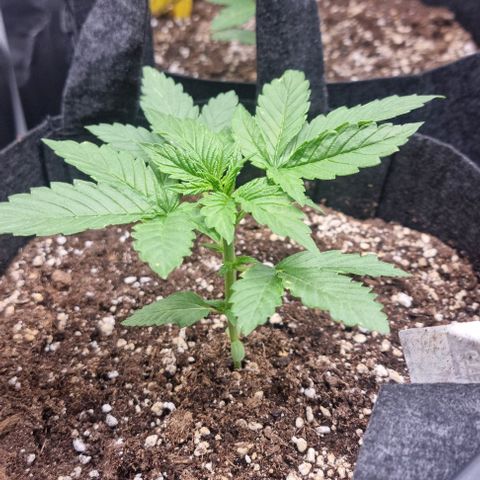 Sweet Pure Auto CBD growlog timeline photo