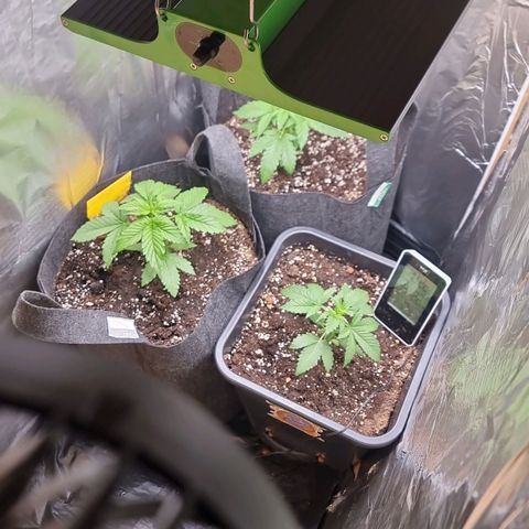 Sweet Pure Auto CBD growlog photo: Unter die led gekommen nach drinnen zu schlechtes  Wetter draußen 