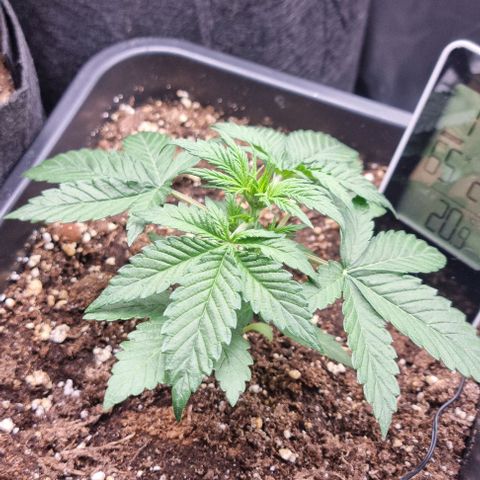 Sweet Pure Auto CBD growlog timeline photo