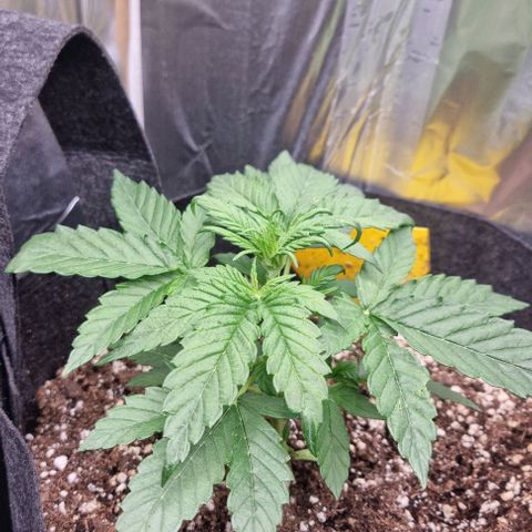Sweet Pure Auto CBD growlog timeline photo