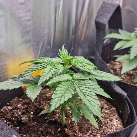 Sweet Pure Auto CBD growlog timeline photo