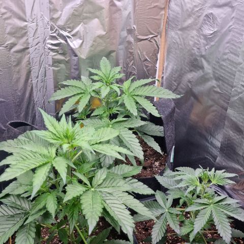 Sweet Pure Auto CBD growlog timeline photo