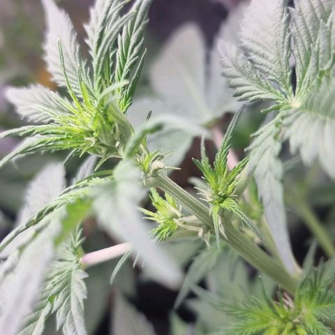 Sweet Pure Auto CBD growlog timeline photo
