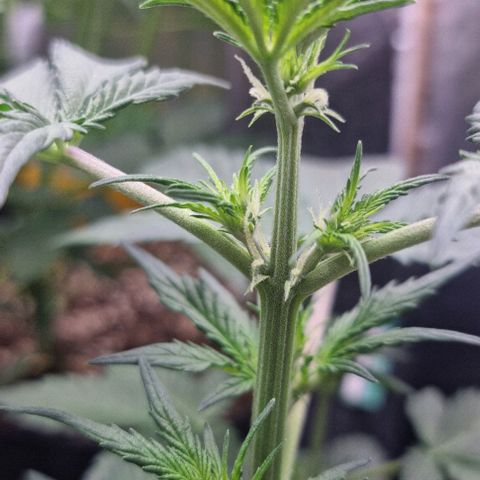 Sweet Pure Auto CBD growlog timeline photo