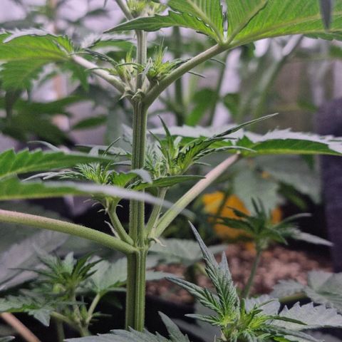 Sweet Pure Auto CBD growlog timeline photo