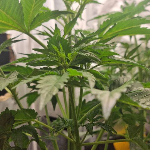 Sweet Pure Auto CBD growlog timeline photo