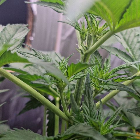 Sweet Pure Auto CBD growlog timeline photo