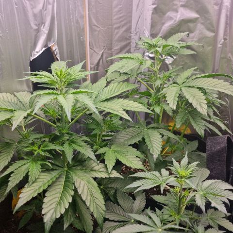 Sweet Pure Auto CBD growlog timeline photo