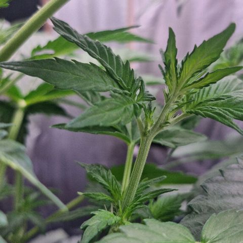 Sweet Pure Auto CBD growlog timeline photo